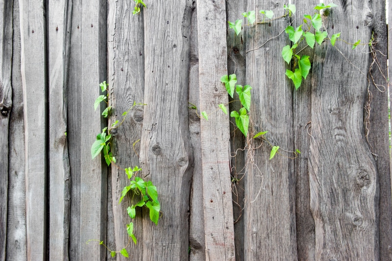 background, the structure of the, green color, textured, 4K, ivy, tranquility, beauty in nature, boards, in the summer of, no people, vjun, close-up, fence