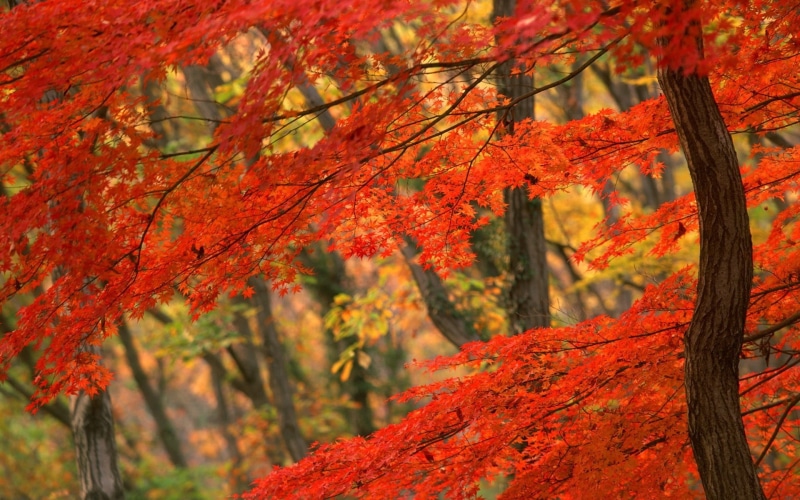 backgrounds, beauty In Nature, trunk, change, vibrant Color, gold Colored, bends, autumn, day, autumn collection, nature, october, landscape, woodland