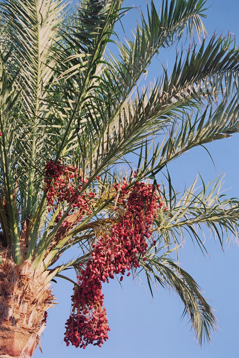fruits, plant, low angle view, red, healthy eating, palm genus, leaf, beauty in nature, dates, wellbeing, tropical climate, phoenix dactylifera, day, tropical tree
