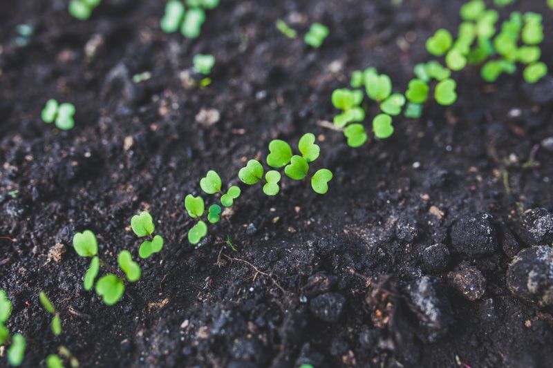 beauty in nature, leaflet, outdoors, selective focus, environment, gardening, green Color, photo, fragility, health, ecology, beginnings, small, sprouting