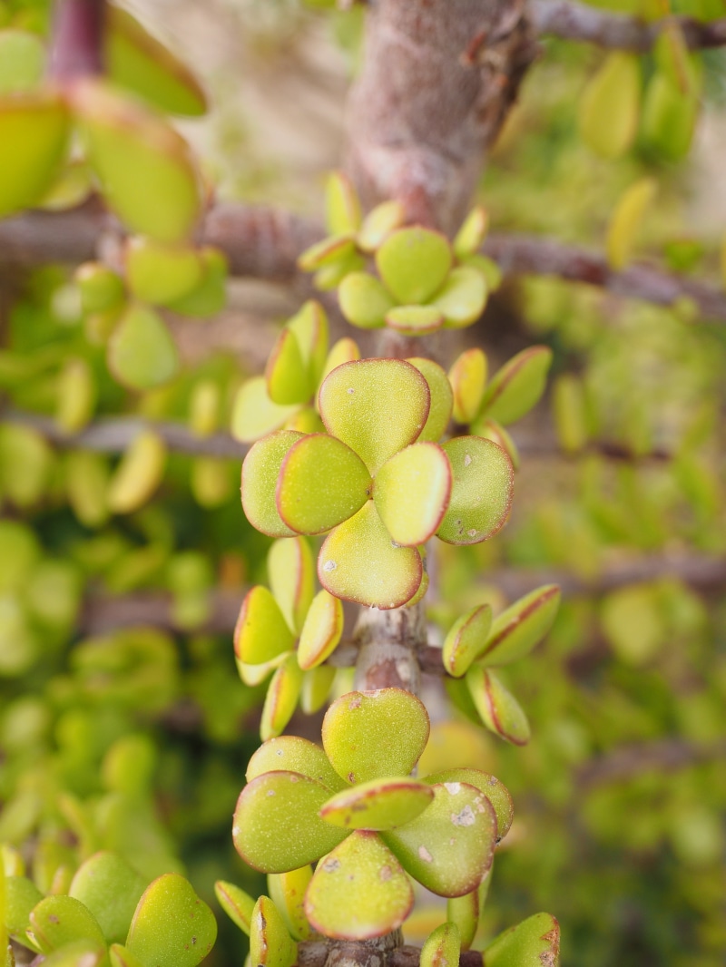 elephant tree, money tree, tree, healthy eating, succulent, food, unranked, red change, jade tree, red border, plant, food and drink, covered more slowly