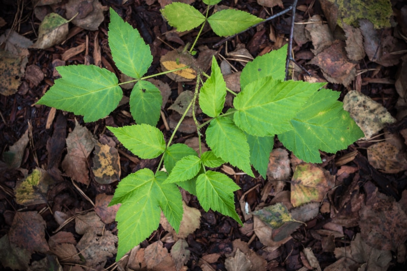 beauty in nature, outdoors, high angle view, plant, land, natural condition, leaves, dry, dirt, leaf, leaf vein, field, green, plant part, growth, forest