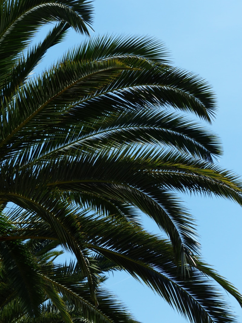 green, canopy, beauty in nature, leaf, tree, growth, clear sky, leaflets, wedel, green color, 4K, tropical tree, day, plant, tranquility, leaf fronds