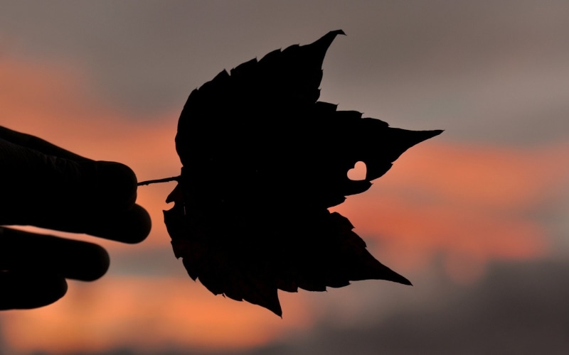 silhouette, nature, hand, 1080P, background, leaflet, heart, widescreen, love, foliage, fullscreen, degradation, mood