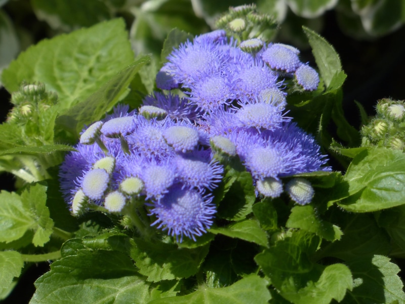 freshness, violet, purple, day, close-up, asteraceae, ageratum, flower, plant part, 4K, no people, blossom, plant, leaflets, bunch of flowers, vulnerability