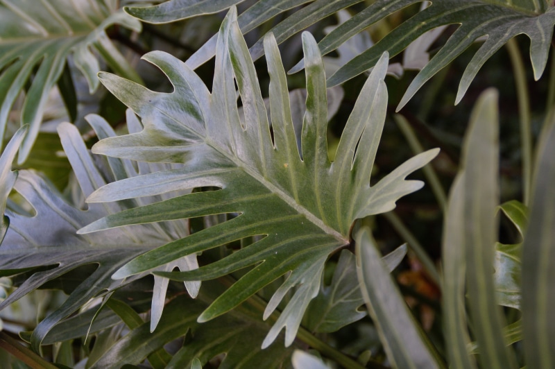 large, botany, fragility, green color, water, leaves, tranquility, outdoors, close-up, plant, nature, 5K, beauty in nature, grass, philodendron, vulnerability