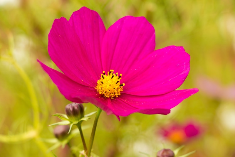 beauty in nature, leaflet leaved schmuckblume, pink, flowering plant, kosmee, 5K, close-up, close, fragility, purple, cosmos bipinnatus, cosmos, macro