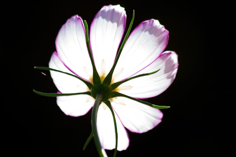 4K, bottom, ornamental plant, close-up, beauty in nature, studio shot, leaflet leaved schmuckblume, como bipinnatus, black background, back light, white color