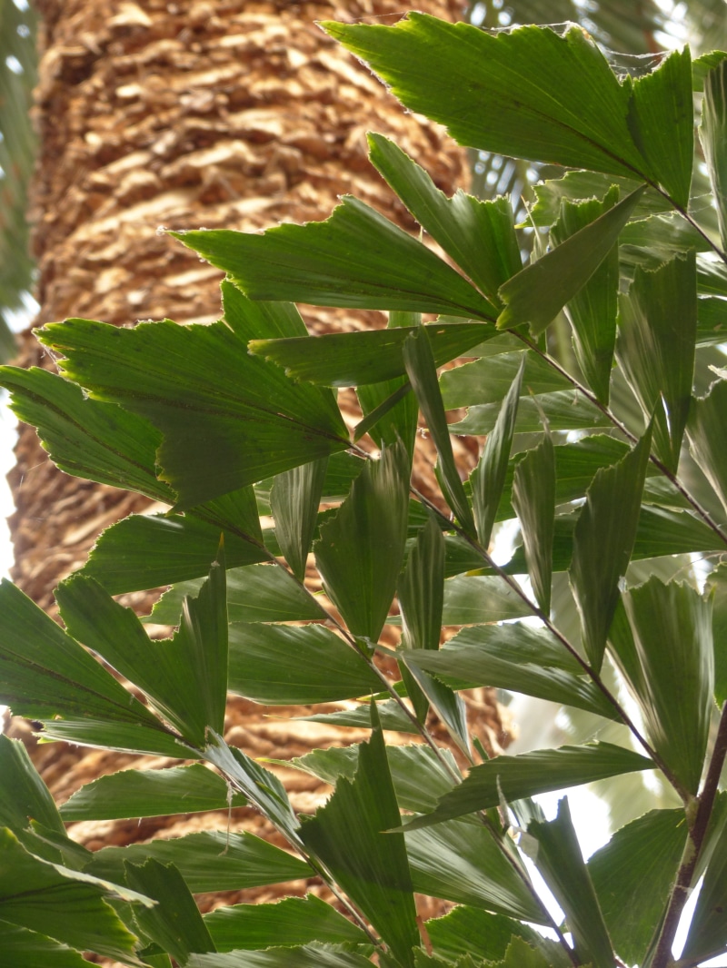 twice pinnate leaves, sunlight, focus on foreground, low angle view, freshness, tropics, vulnerability, fishtail palm, tree, palm genus, Leaves, green color