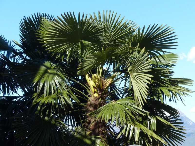 growth, nature, arecaceae, palm, canopy, beauty in nature, plant, low angle view, 4K, pinnate, leaflets, Date Palm, green, wedel, outdoors, tranquility