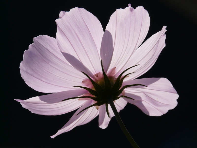 filigree, bidens formosa, cosmea bipinnata, ornamental plant, helllila, no people, fragility, flower, sepal, schnittblume, cosmos, coreopsis formosa bonato