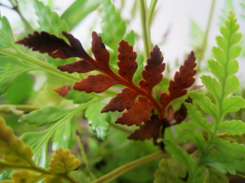 beauty in nature, focus on foreground, fragility, growth, freshness, tranquility, selective focus, plant part, outdoors, green, close-up, autumn, green color