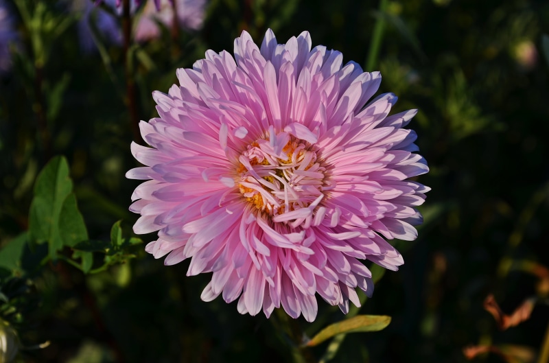 flowering, beauty in nature, the delicacy, a garden plant, garden, aster, inflorescence, autumn, fragility, petal, flowers, flower, outdoors, pollination