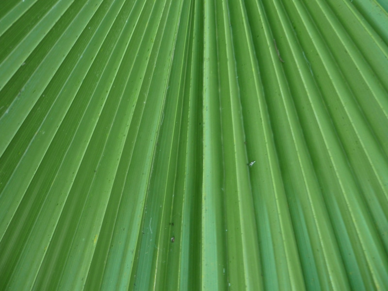 leaf, day, close-up, palm leaf, outdoors, full frame, plant, backgrounds, freshness, plant part, green, 2K, no people, straight lines, washingtonia, palm tree