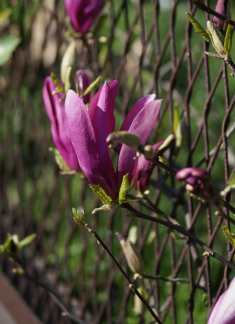 spring, pink, magnolia flower, plant, inflorescence, focus on foreground, pink color, sunny, buds in bloom, beauty in nature, petal, flowering plant, selective focus