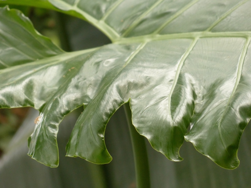 green color, wellbeing, aronstabgewaechs, food and drink, green, tropical, nature, vegetable, leaflet gap, plant, araceae, beauty in nature, leaf, freshness