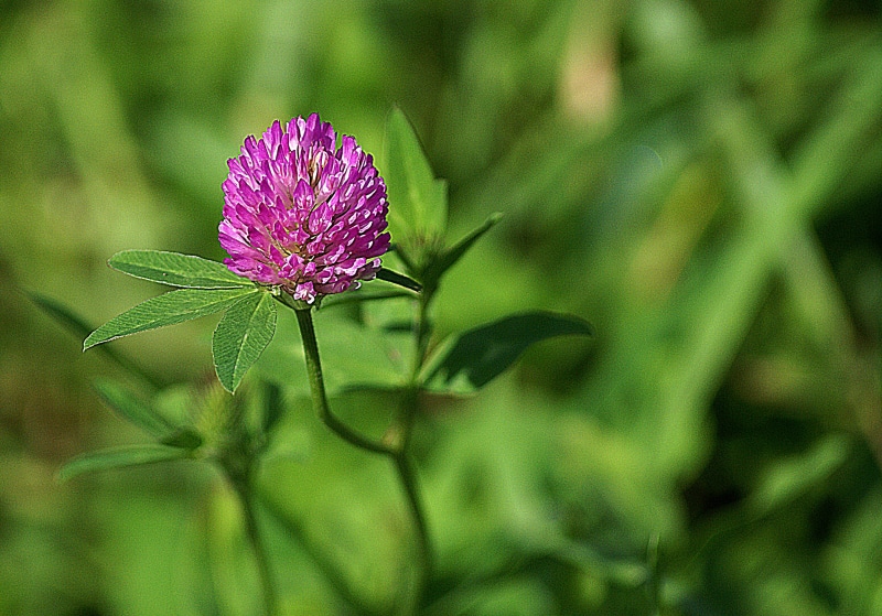 flowering, freshness, green, fragility, the stems, clarity, meadow plant, clover, growth, flower, pink color, field plant, leaflet, flowering plant, 2K