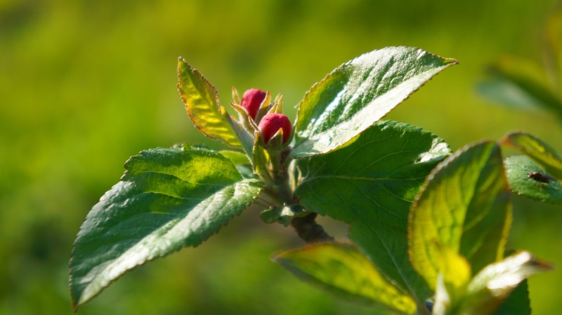 leaf, the buds, close-up, red, tree, plant, green color, beauty in nature, selective focus, growth, bud, spring, freshness, green, outdoors, flower head
