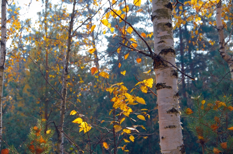 yellow, plant part, growth, no people, early autumn, leaf, land, branch, nature, plant, change, tree trunk, 2K, forest, tree, day, autumn, birch, tranquility