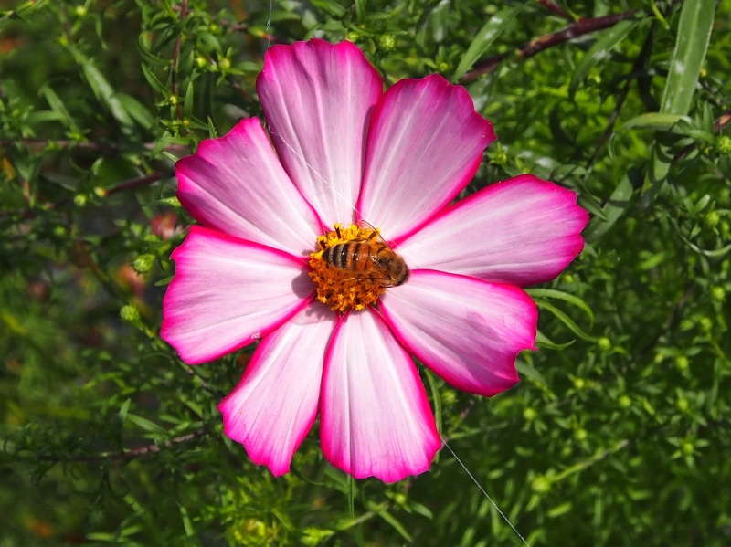 4K, inflorescence, no people, bee, purple, flower head, leaflet leaved schmuckblume, nature, pollen, vulnerability, fragility, blossom, petal, flowering plant
