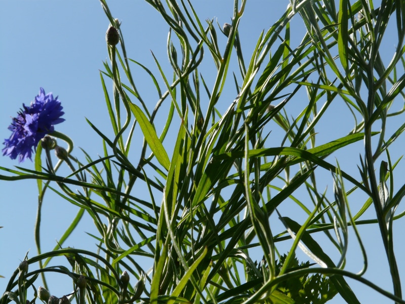 fragility, summer, animals in the wild, sky, 2K, flower, herb, flowering plant, leaflet gap, outdoors, bud, blue, animal, no people, centaurea cyanus