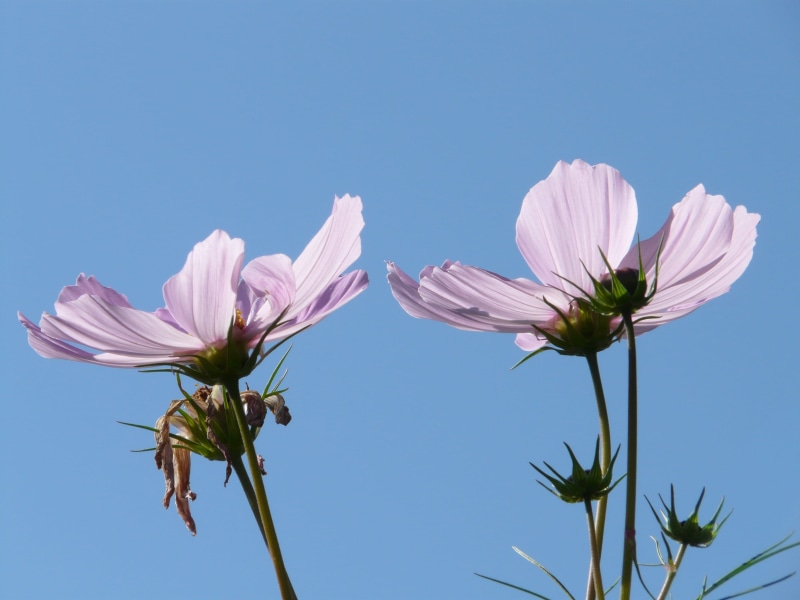 close-up, kosmee, no people, low angle view, freshness, sepal, blue background, bloom, leaflet leaved schmuckblume, cosmea, bidens formosa, dissected leaf
