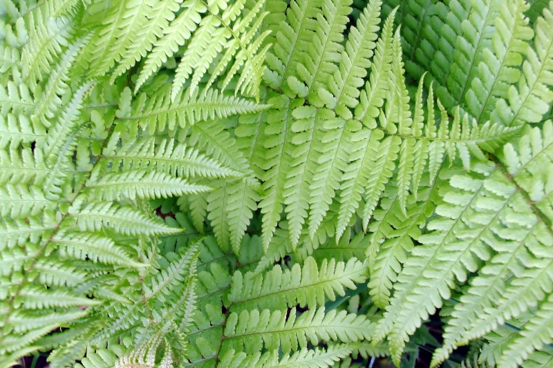 leaves, fern, growth, leaflets, tree, backgrounds, day, natural pattern, close-up, green, lush foliage, freshness, 4K, rainforest, spring, beauty in nature