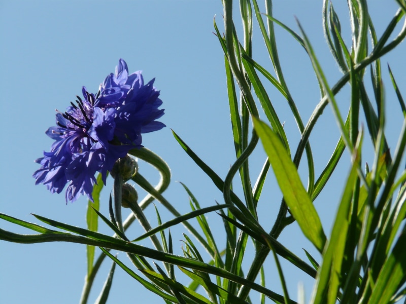 herb, fragility, sunlight, day, stalk, bloom, ellyptic, green color, vulnerability, petal, lancet shaped, centaurea cyanus, plant, flowering plant, cornflower
