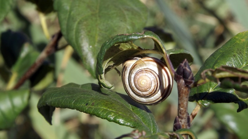 animal shell, nature, day, leaflet, one animal, spiral, invertebrate, plant part, outdoors, plant, gastropod, focus on foreground, 2K, animal, fauna, close-up