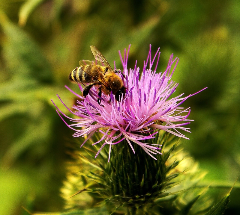 insect, freshness, animal wing, beauty in nature, violet, blossom, vulnerability, honey, no people, Cirsium Lanceolatum, meadow, honey Bee, growth, animals in the wild