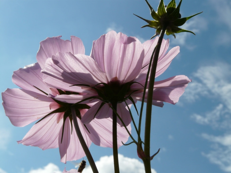 purple, palm tree, no people, beauty in nature, schnittblume, cosmea, filigree, cosmos, day, sepal, leaflet leaved schmuckblume, low angle view, kosmee