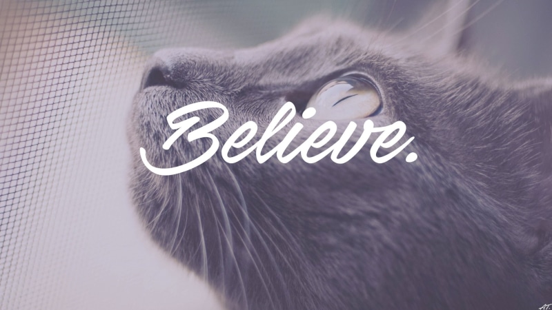 business, communication, one animal, no people, financial advisor, western script, close-up, cat animals i want to believe dark writing, pets, mammal, domestic animals