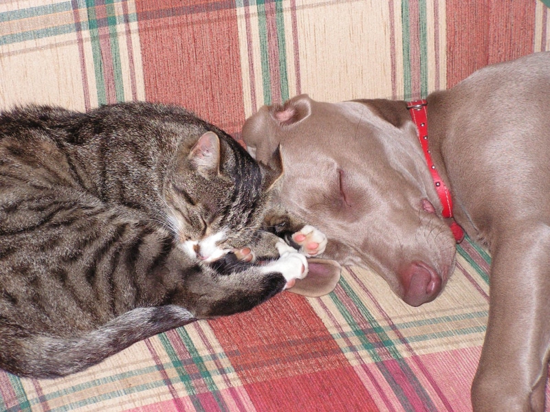 sleeping, friendship, domestic cat, mouse, cat, tabby, weimaraner, brown, bed, feline, relaxation, lying down, pad, domestic, whisker, pets, home interior