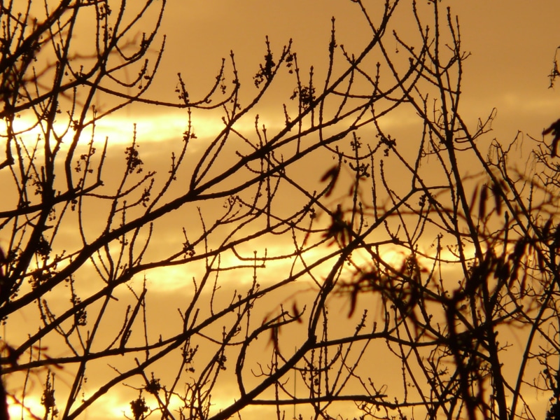 close-up, sky, landscape, sun, sunset, day, sunrise, outdoors, shining, tranquility, plant, non-urban scene, silhouette, focus on foreground, scenics - nature