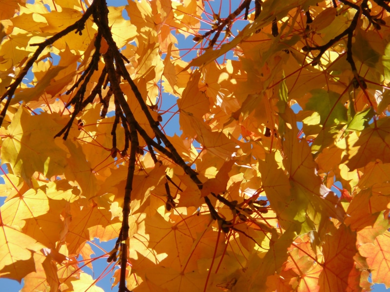 autumn, beauty in nature, low angle view, golden yellow, sunlight, orange, fall leaves, full frame, aesthetic, growth, maple tree, leaves, tree, autumn colours