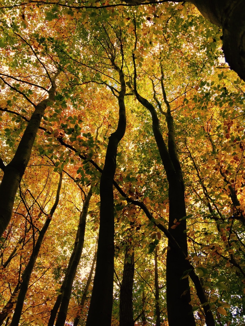 2K, tree canopy, forest, change, woodland, backgrounds, sunlight, branches, Crown, tranquility, day, trunk, Nature, beauty in nature, leaves, land, Tree