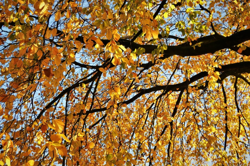 backgrounds, autumn colours, autumn, beauty in nature, colorful, fall color, sunlight, maple leaf, autumn day, outdoors, trunk, fall leaves, fall, gold