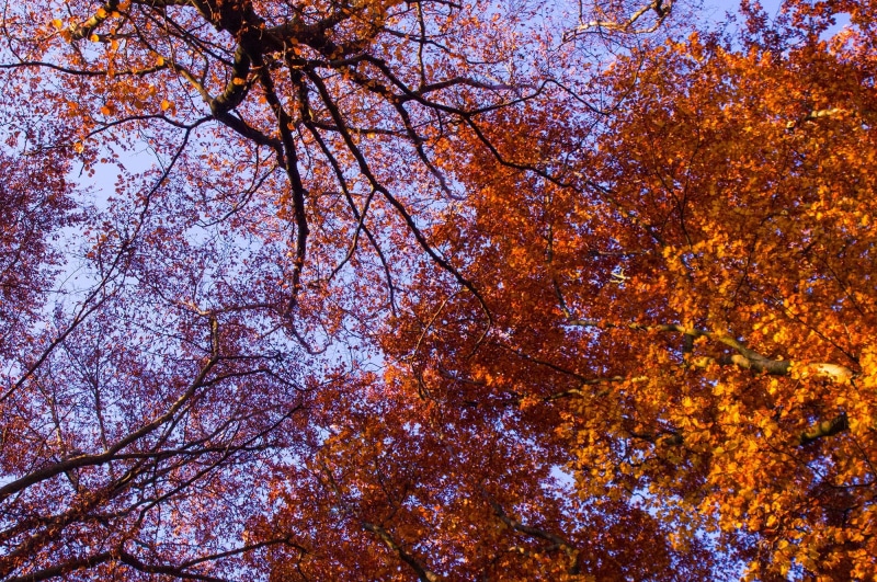 backgrounds, aesthetic, forest, no people, light, day, nature, golden autumn, tranquility, fall foliage, outdoors, natural condition, 1080P, colorful