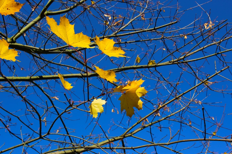 blue, tree, botany, change, aesthetic, yellow, colorful, kahl, branch, autumn, plant part, flowering plant, sunny, no people, low angle view, background