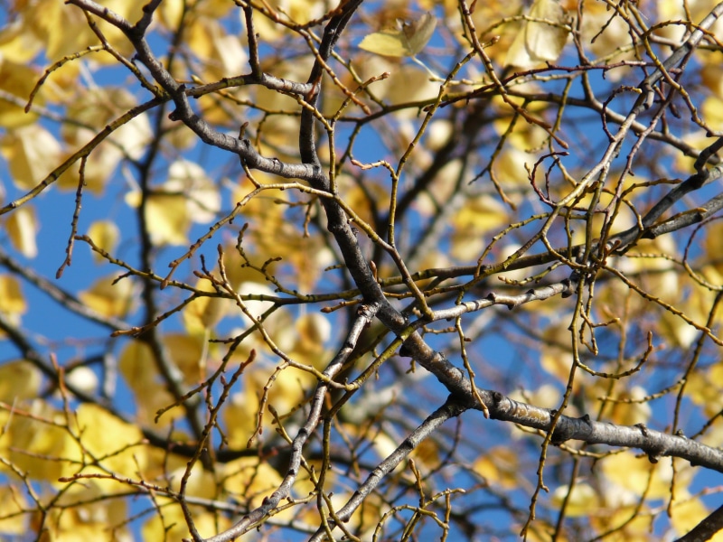 bare tree, golden, vertebrate, outdoors, fall leaves, Aesthetic, tree, low angle view, animals in the wild, animal, autumn forest, sky, bird, Fall, fall foliage