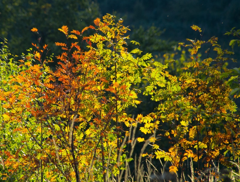 Leaves, Colorful, green Color, field, tree, autumn, fragility, leaf, flowering plant, multi Colored, summer, flower, plant, color, Aesthetic, golden, tranquility