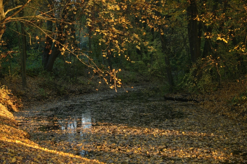 fall color, trail, water, leaf, Landscape, scenics - nature, change, day, fall leaves, waters, trees, tranquil scene, fall foliage, tranquility, Leaves