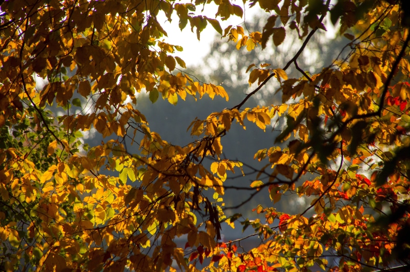 low angle view, outdoors, growth, plant, plant part, color, leaf, aesthetic, orange color, yellow, fall, close, natural condition, branch, autumn forest