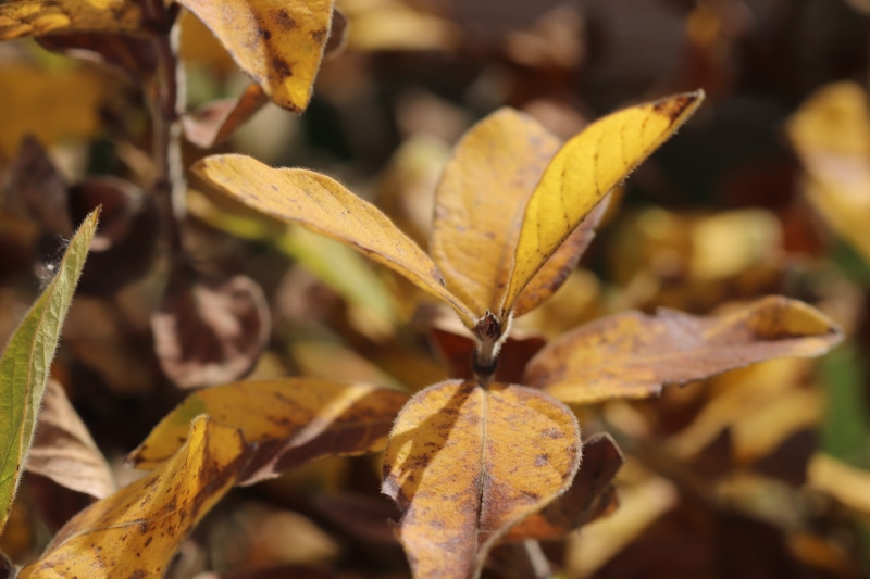 growth, autumn colours, change, 5K, food, outdoors, time of year, autumn leaf, autumn, leaf, golden, golden autumn, dry, aesthetic, day, natural condition