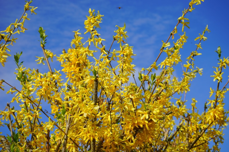 blue, bloom, sky, forsythia × intermedia, 5K, flowers, springtime, forsythia flowers, freshness, day, olive crop, petal, Aesthetic, stangenblueter, flowering plant
