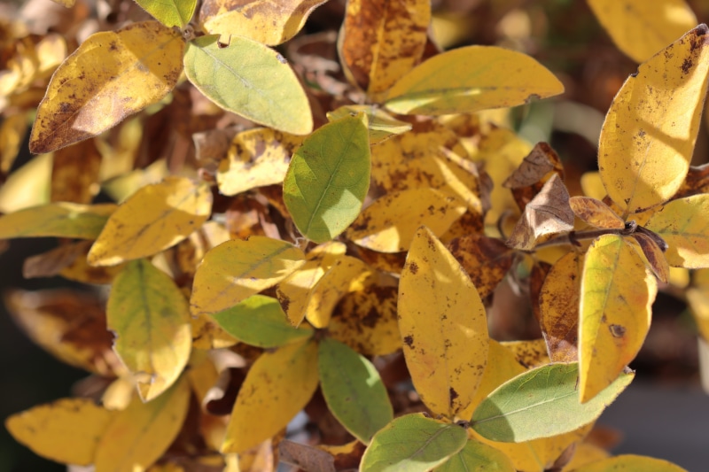 background, brown, yellow, growth, plant, sunlight, discoloration, autumn colors, close-up, outdoors, fall foliage, golden autumn, change, 4 k, leaves