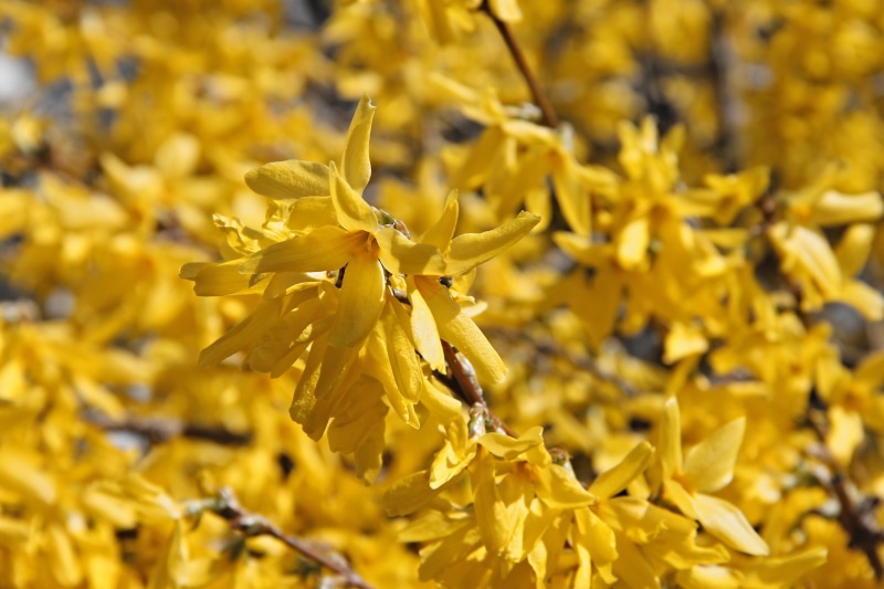 park, gold lilac, oleaceae, flowering plant, growth, nature, golden yellow, yellow, blossom, garden forsythia, freshness, branches, close-up, plant, forsythia flowers