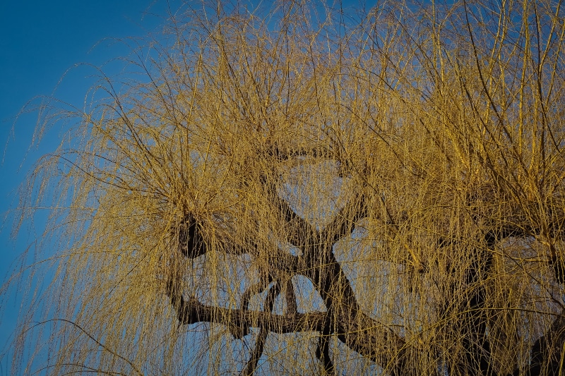 landscape, dry, schönwetter, yellow, willow tree, low angle view, golden, bare tree, pasture, growth, wood, no people, nature, outdoors, beauty in nature