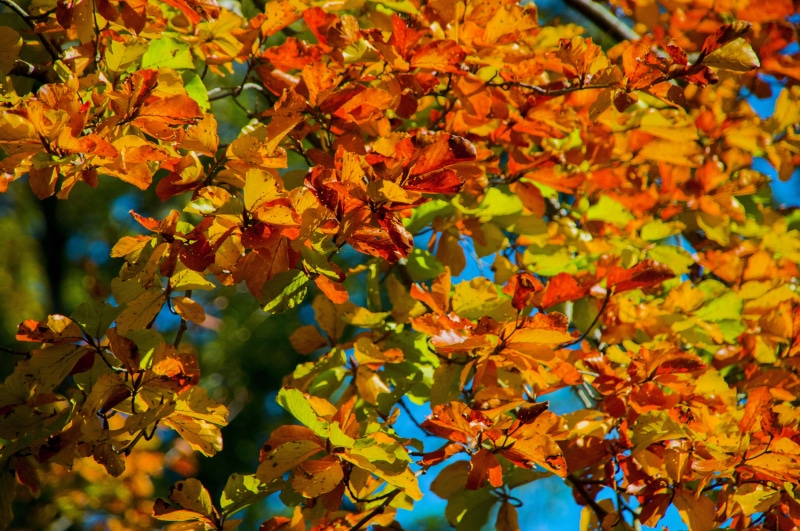leaf, nature, natural condition, golden, autumn, 4K, maple leaf, growth, yellow, close, autumn forest, tree, beauty in nature, autumn collection, decoration