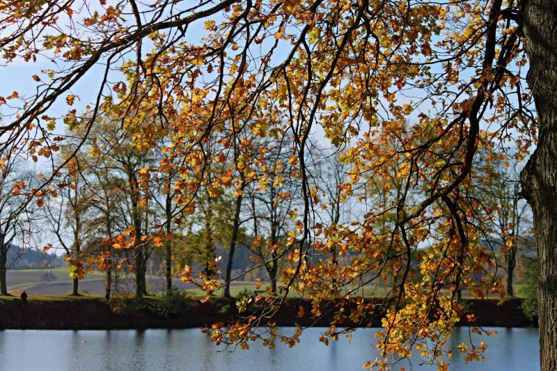 lake, bank, landscape, day, change, autumn, growth, brown, outdoors, 4K, scenics - nature, badesee, germany, beauty in nature, colorful, mood, fall color